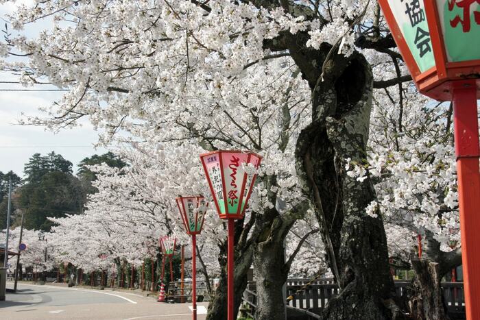 大聖寺川沿いの桜並木